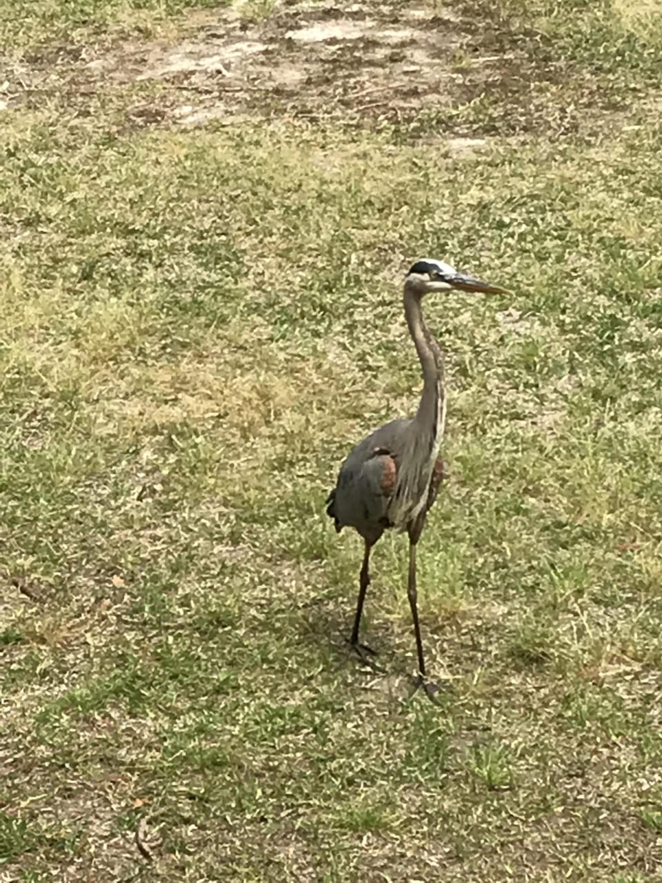 Wildlife on Old River side