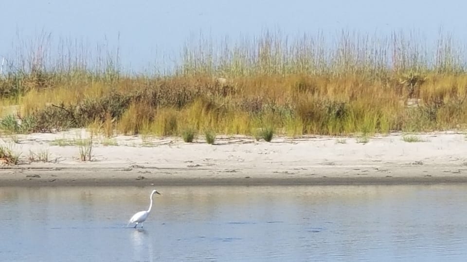 There is plenty of wildlife to see on every corner of the island.