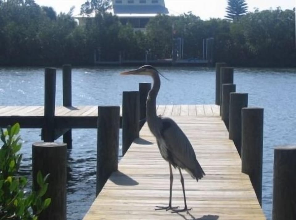 Dock with local Resident