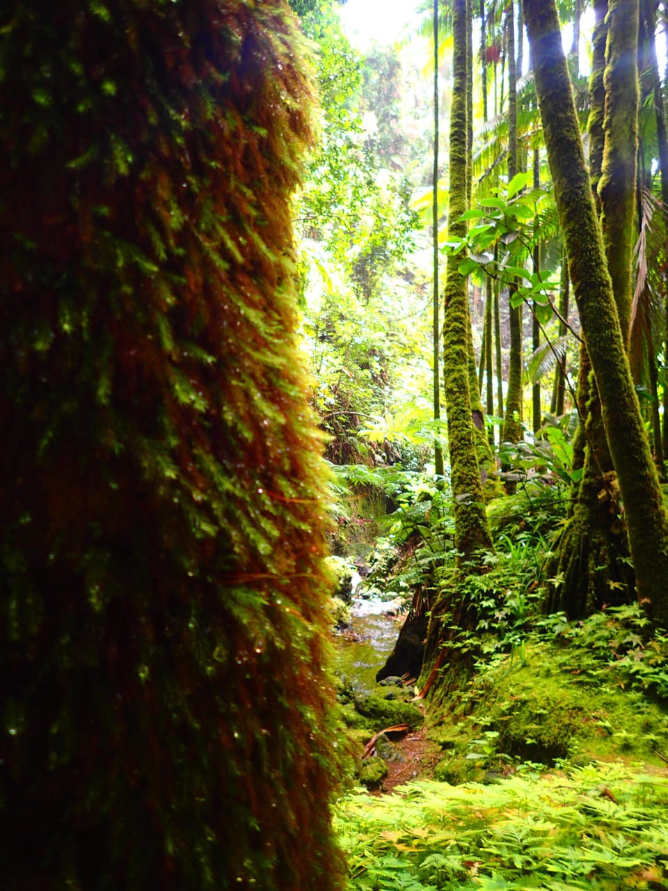 Pahoa Jungle