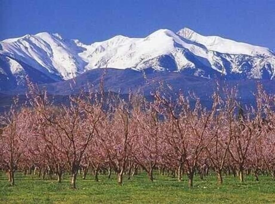 Peach trees in bloom, Canigou covered with snow