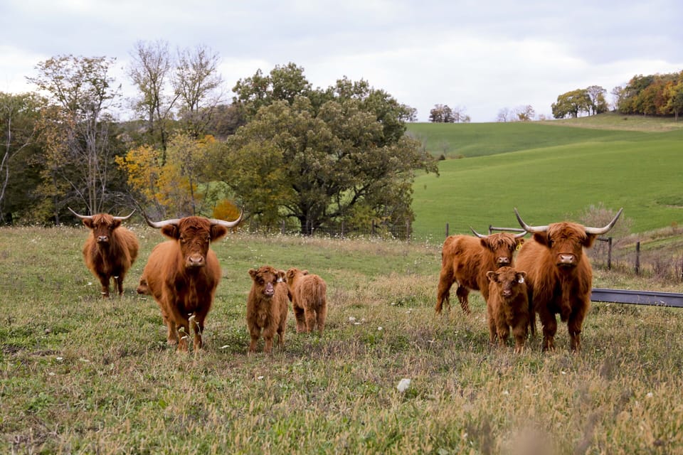 Scottish Highland herd