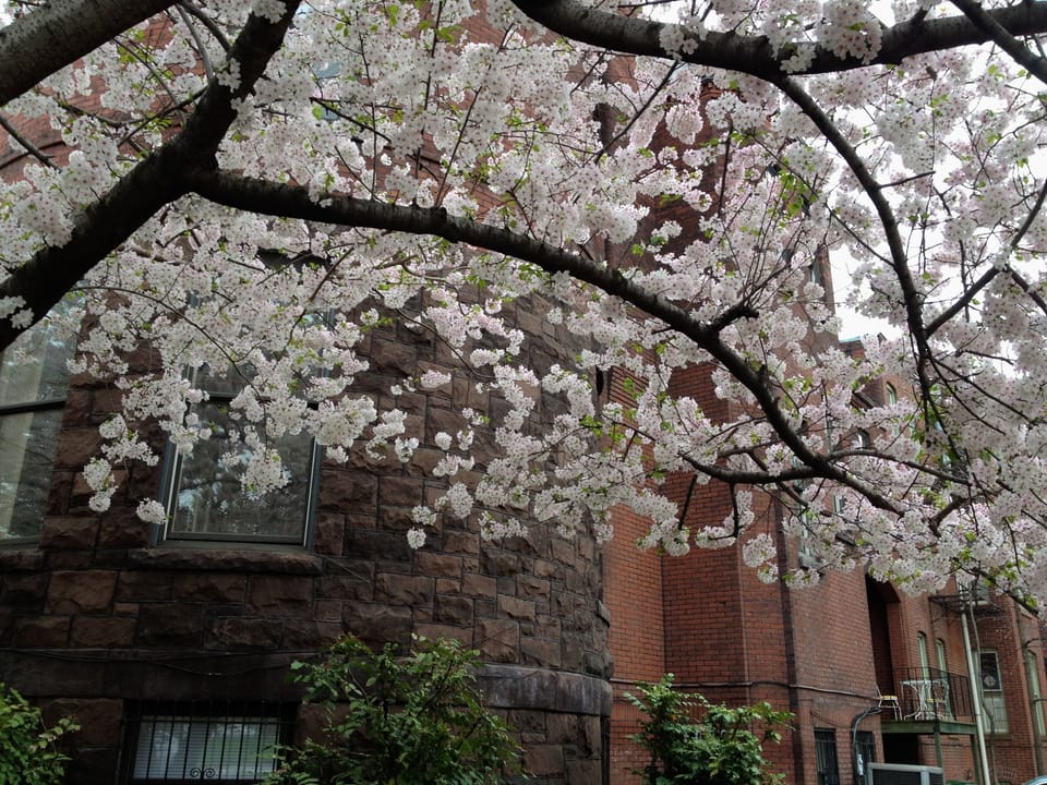 Our Cherry Blossoms!