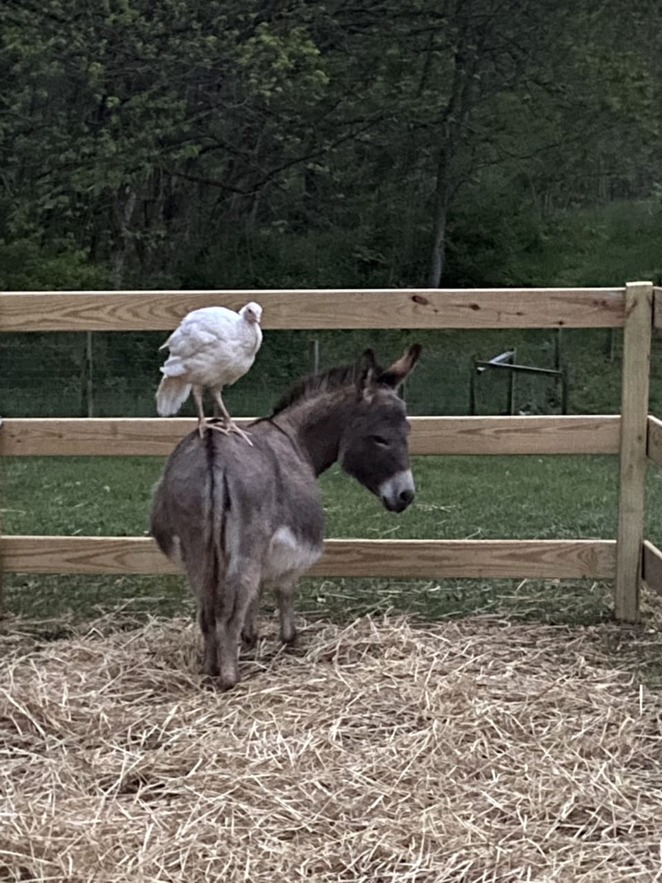 A mini donkey named Konnie and Gobble the turkey.