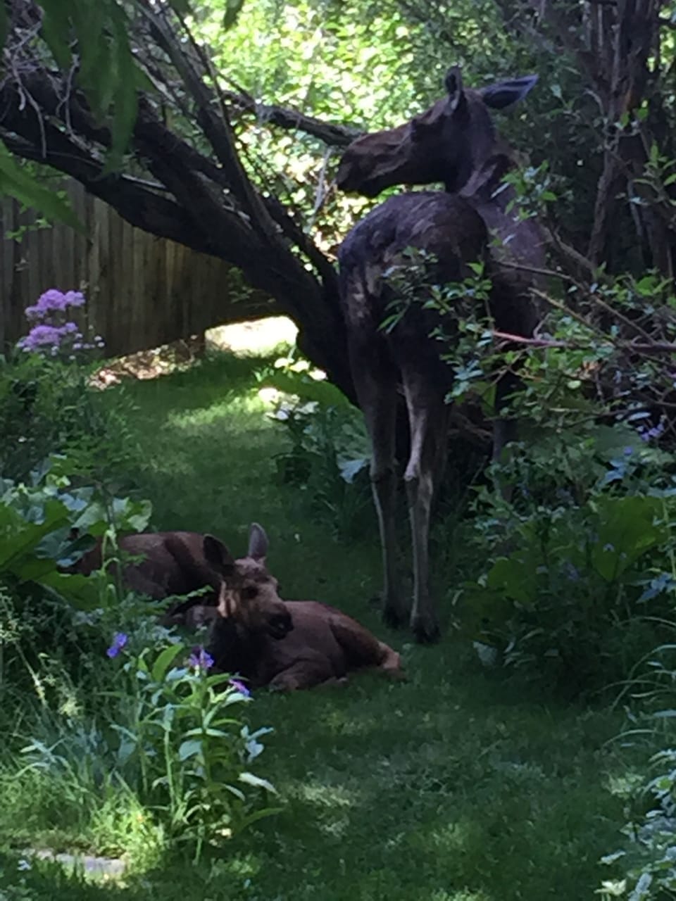 Momma and nursing babies at the bottom of front stairs