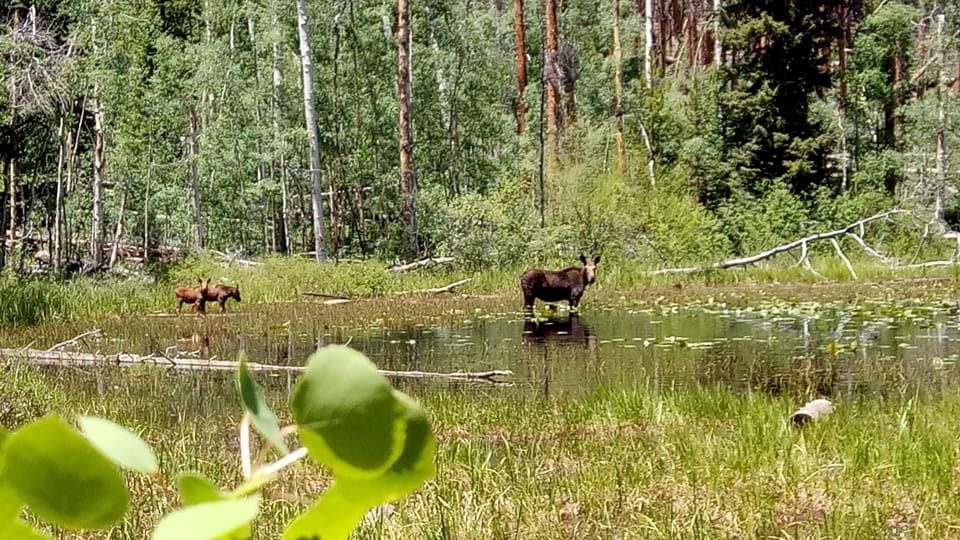 Moose and calves summer 2018 in the backyard, 15 min hike out back