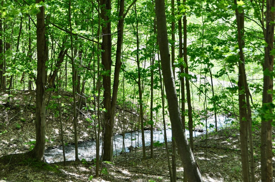 Brook that runs along the Bella property