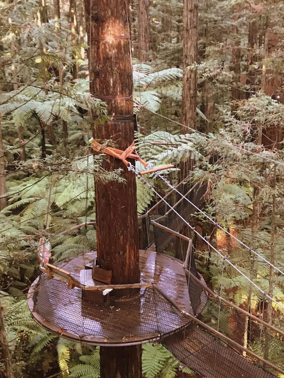 Redwoods Tree walk by day
