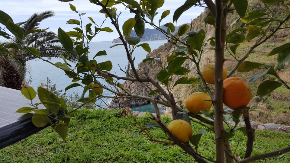 The Lemon Tree Growing Oranges