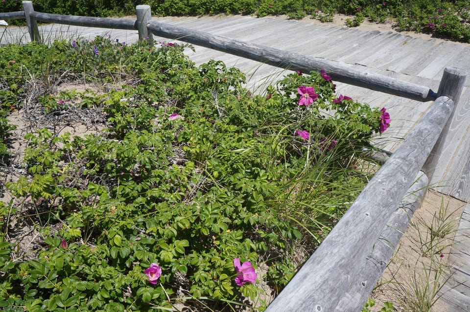 Reid State Park Sea Roses