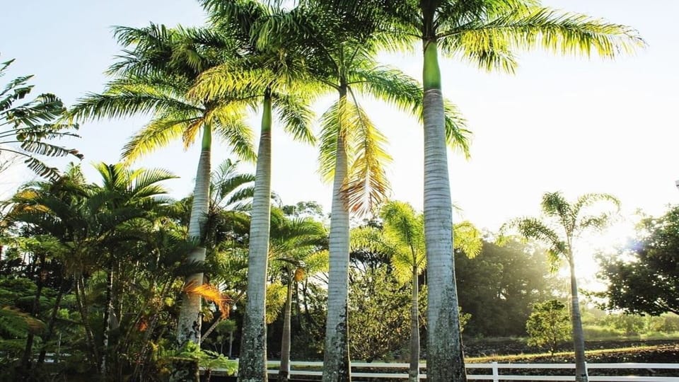 Delight & Unwind in our 1 acre of beautiful and manicured Tropical Garden. 