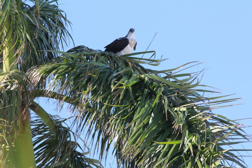 Osprey nesting at Tigertail Beach