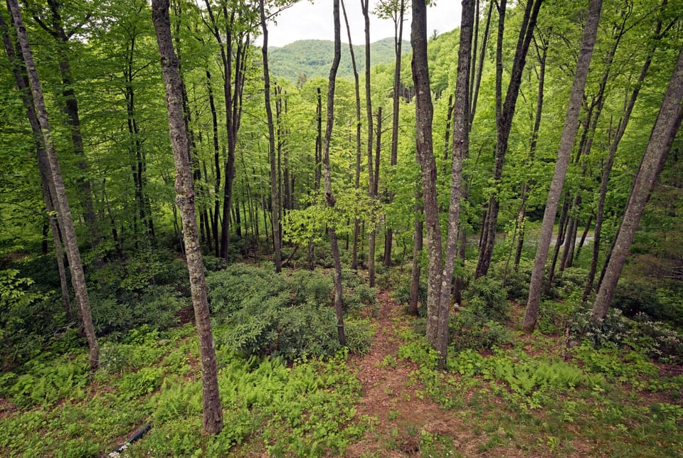 View of rhododendrons and trails behind cabin