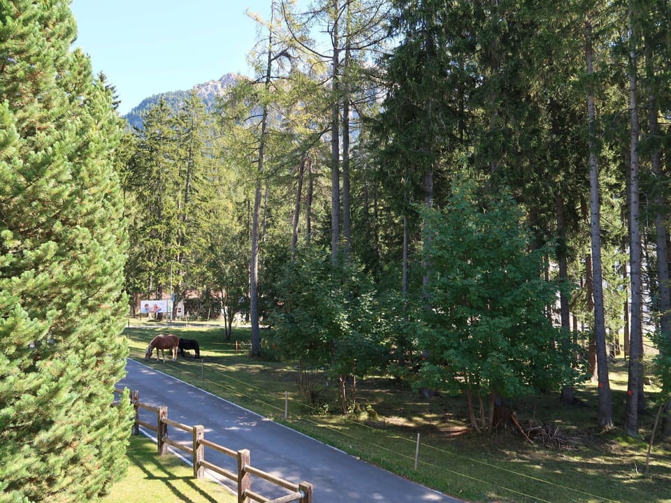 Plant, Natural Landscape, Tree, Sky, Larch, Vegetation, Evergreen, Grass, Shade, House