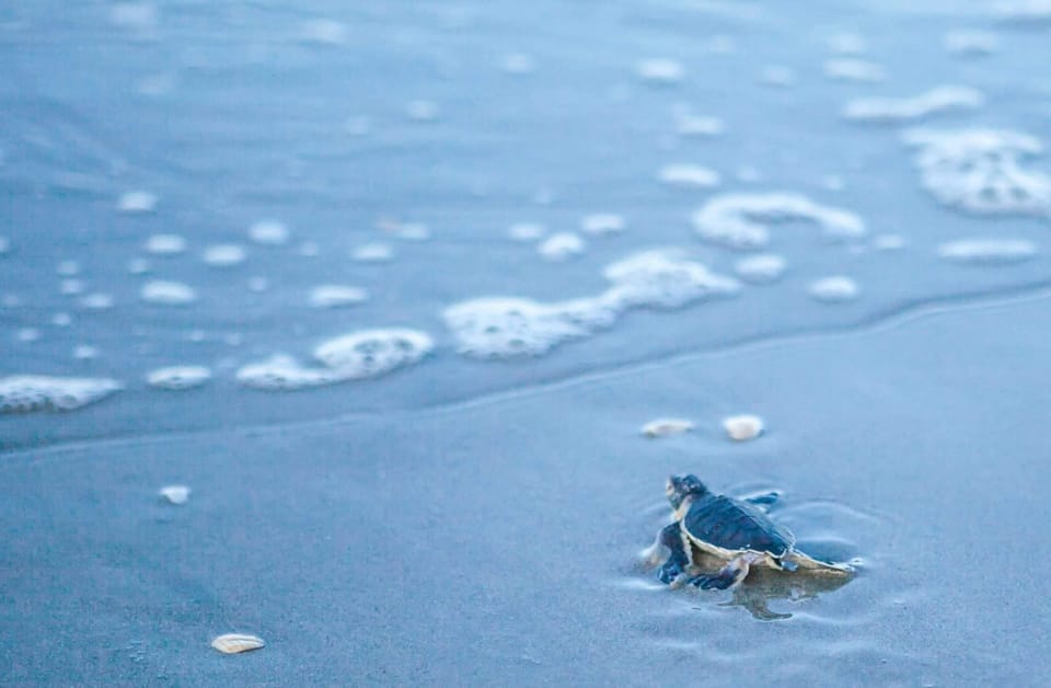 Baby loggerhead turtle starting life long journey, she will be back in 12 years!