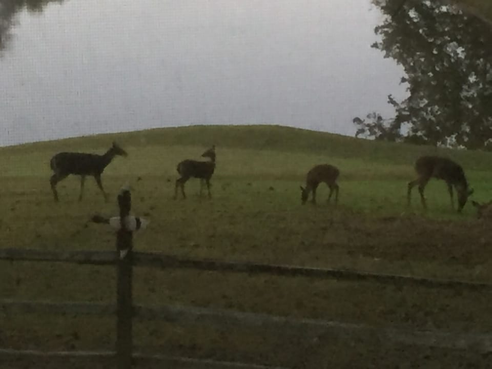 Deer friends