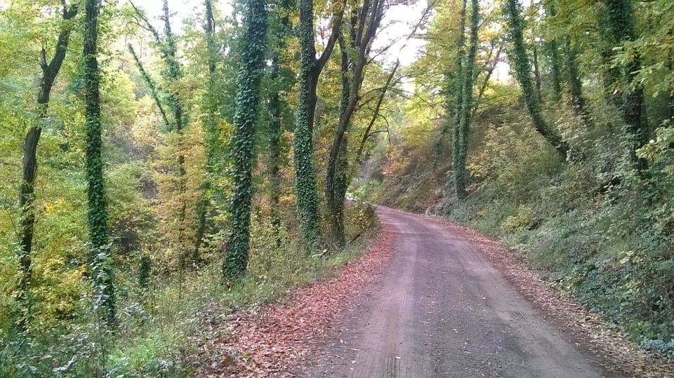 driveway  through our woods