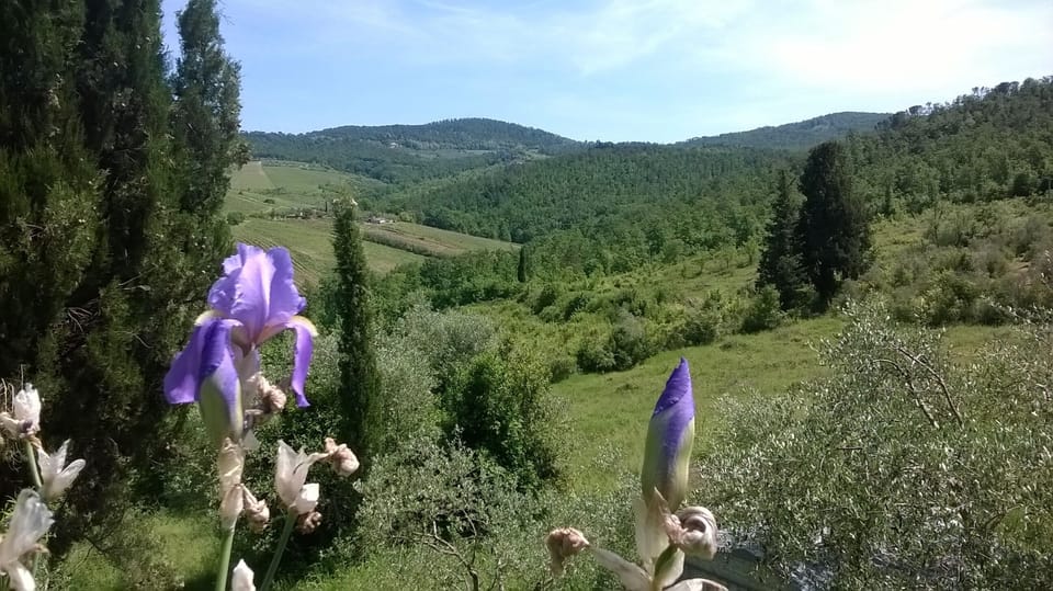 view from the garden