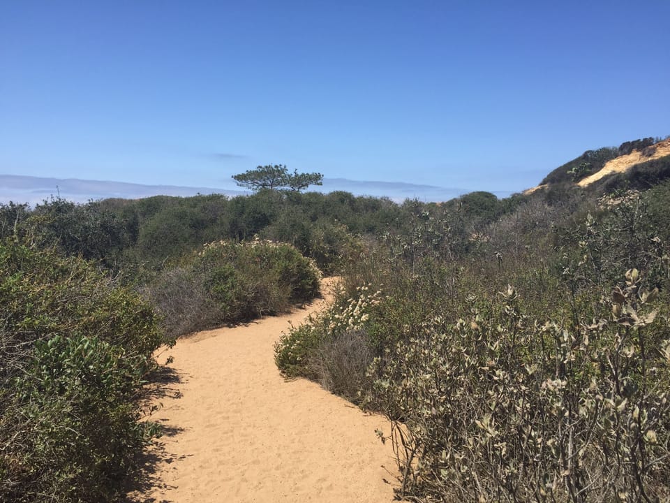 Hike Torrey Pines State Natural Reserve in La Jolla!