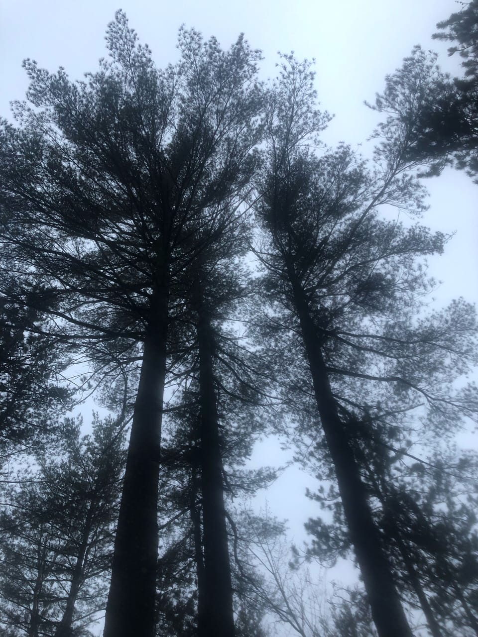 2.5 + acres of gorgeous tall pines, birch, maple trees etc.