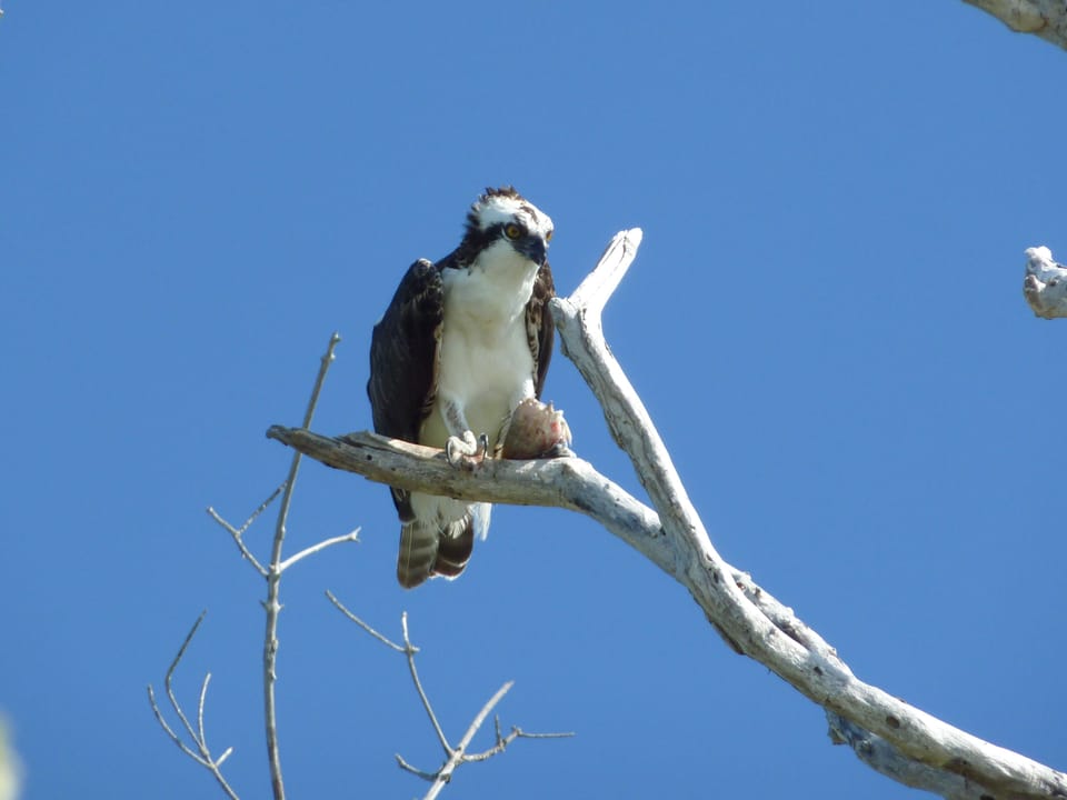 wildlife