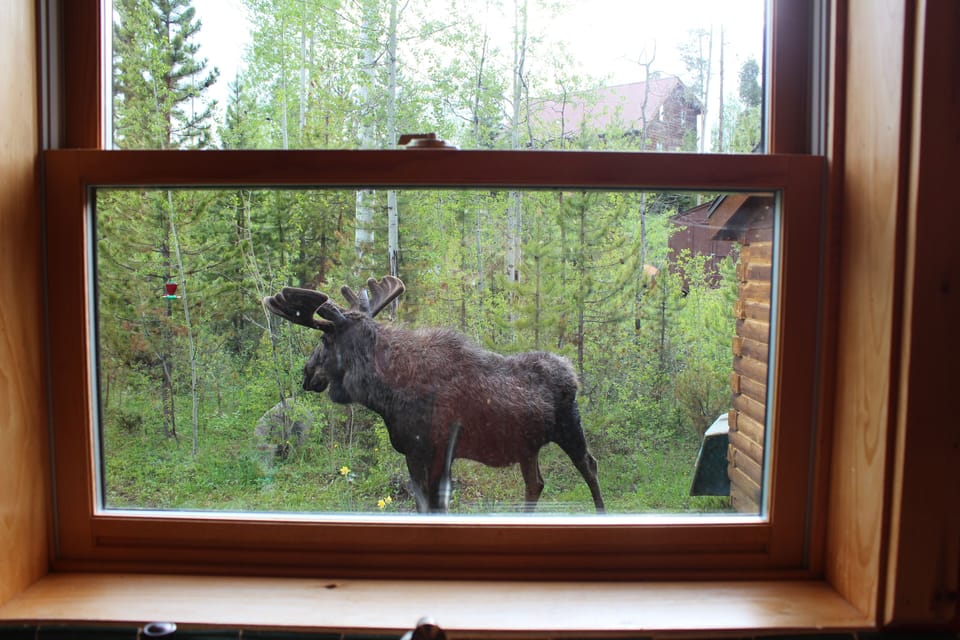 This guy decided to take a nap outside the kitchen window!
