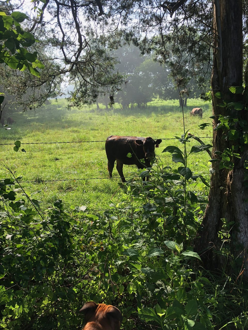 A pasture walk view of the neighbor's cows.