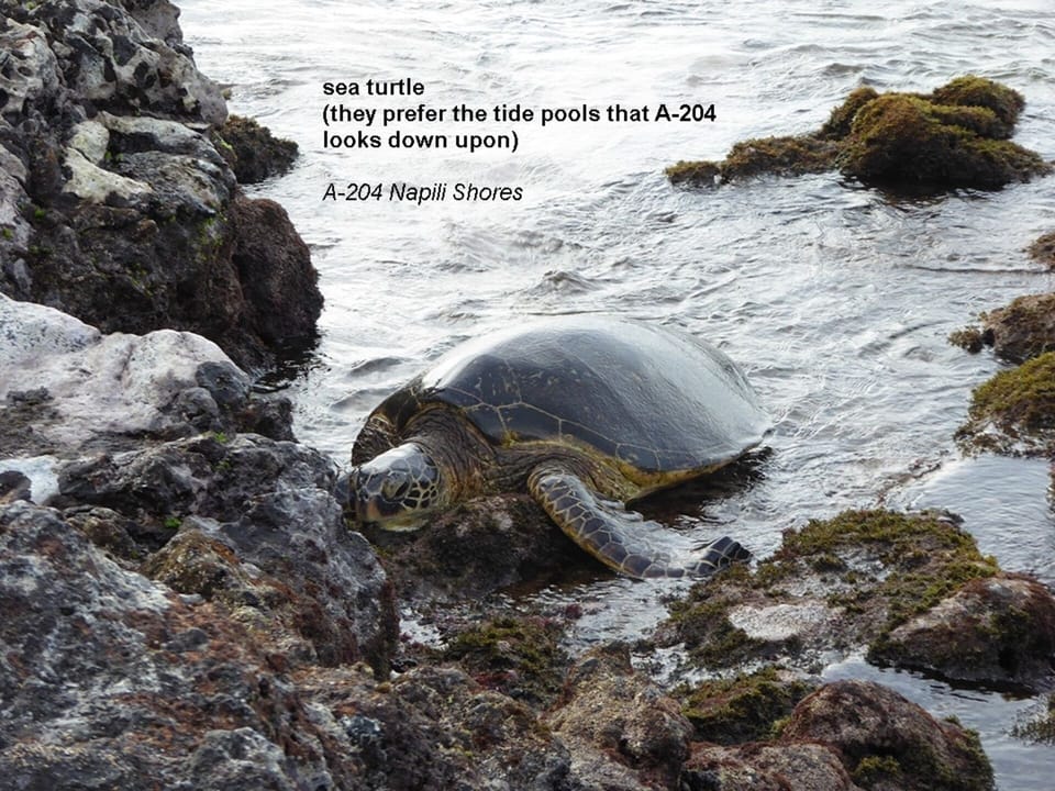 turtle crawling to condo