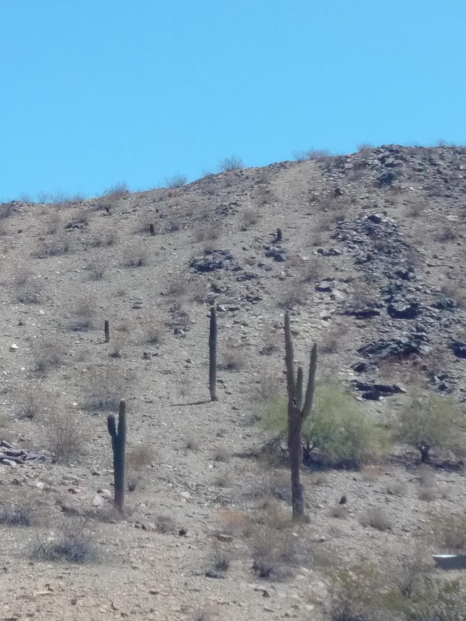 Outdoor, undetermined, summer, daytime