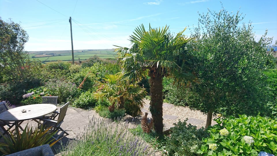 View of the patio and garden