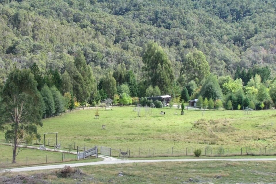 Triple Tui from across the road
