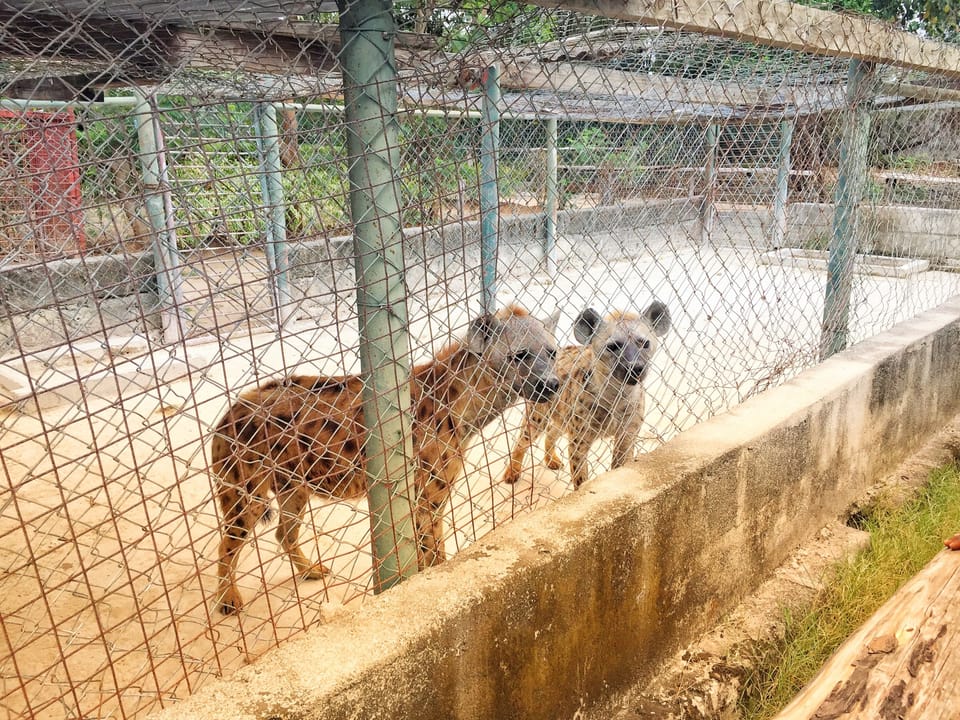Beautiful Hyena