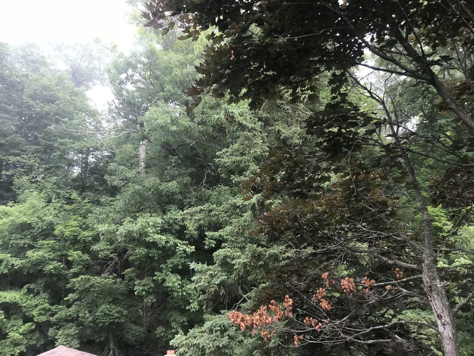Looking out bathroom from window at the bluff behind house 