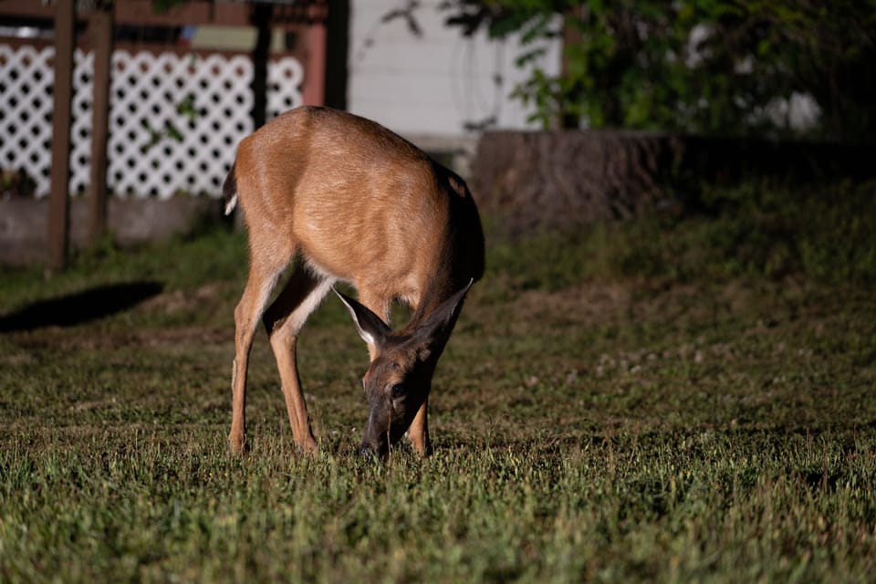 The backyard is shared by some local wildlife.