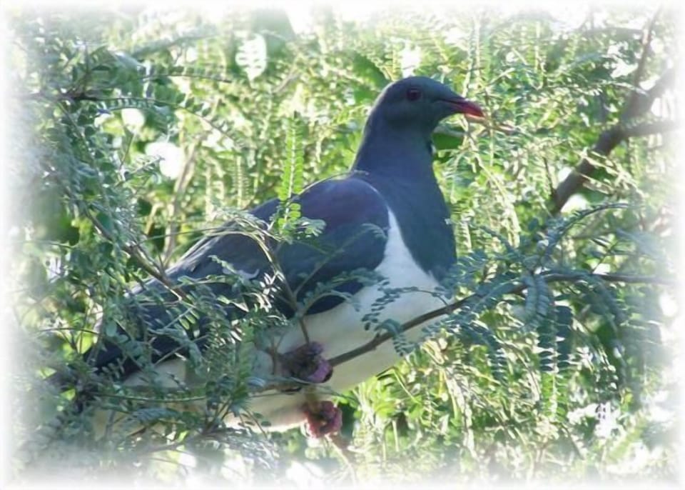 Prolific bird life visit, incl Native Wood Pidgeon