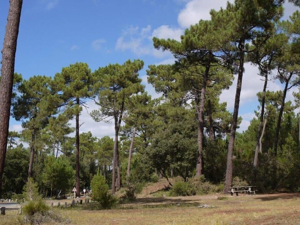 Pine trees on coast