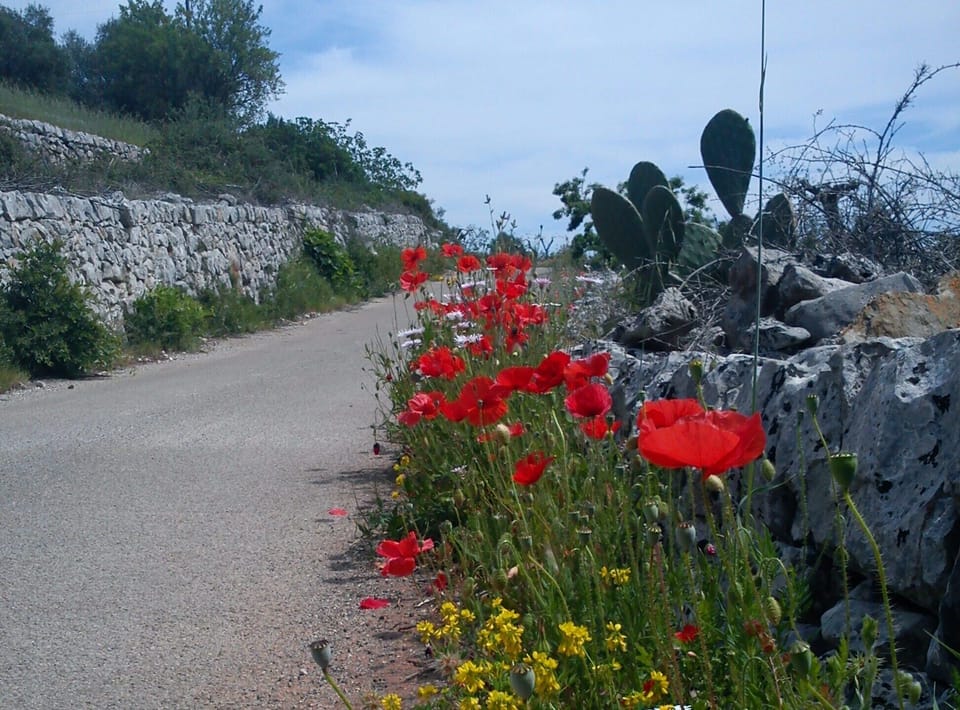 Spring poppies everywhere.