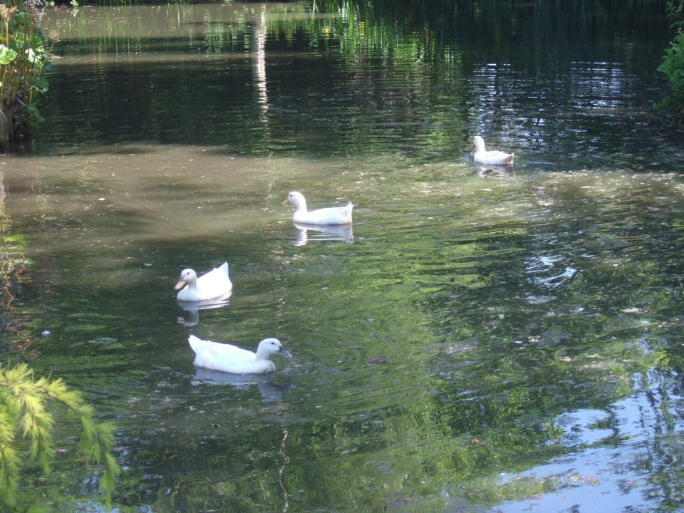 Some of our Aylesburys