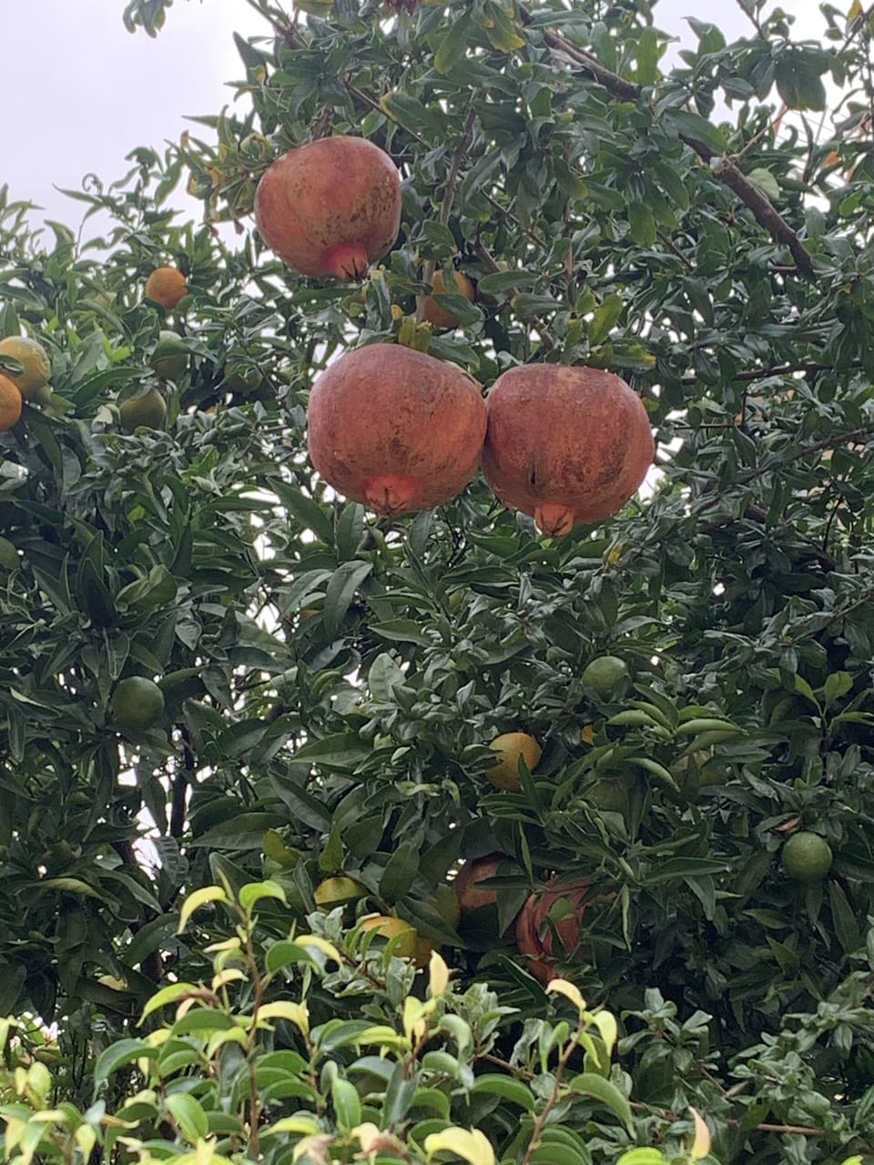 Our pomegranates usually out September/October