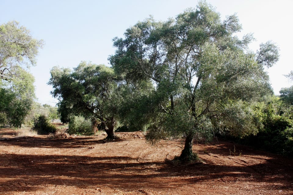 Olive grove