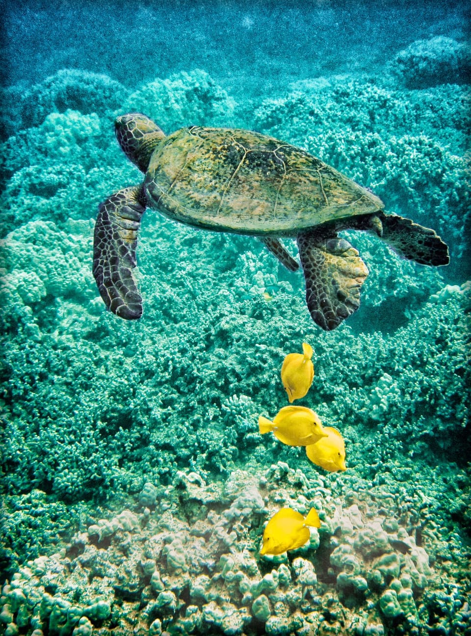 Turtle and Yellow Tangs at Two Step, fabulous snorkeling just a 3 minute drive.