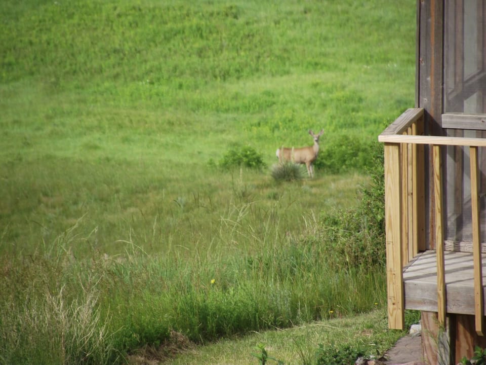 Deer watching from the deck