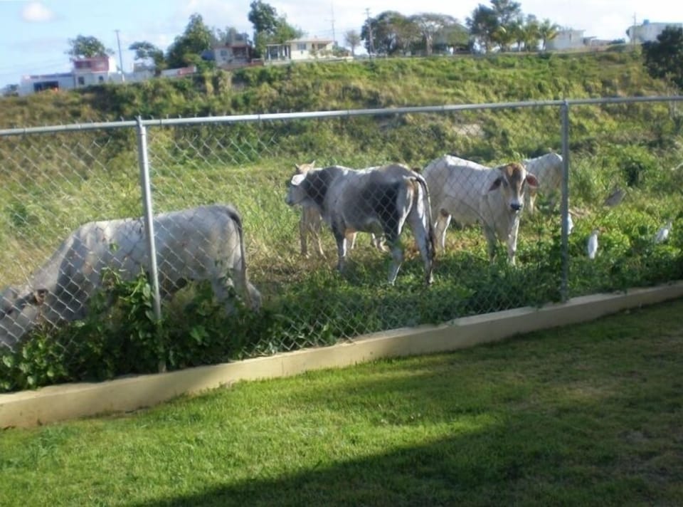 BACKYARD ANIMALS