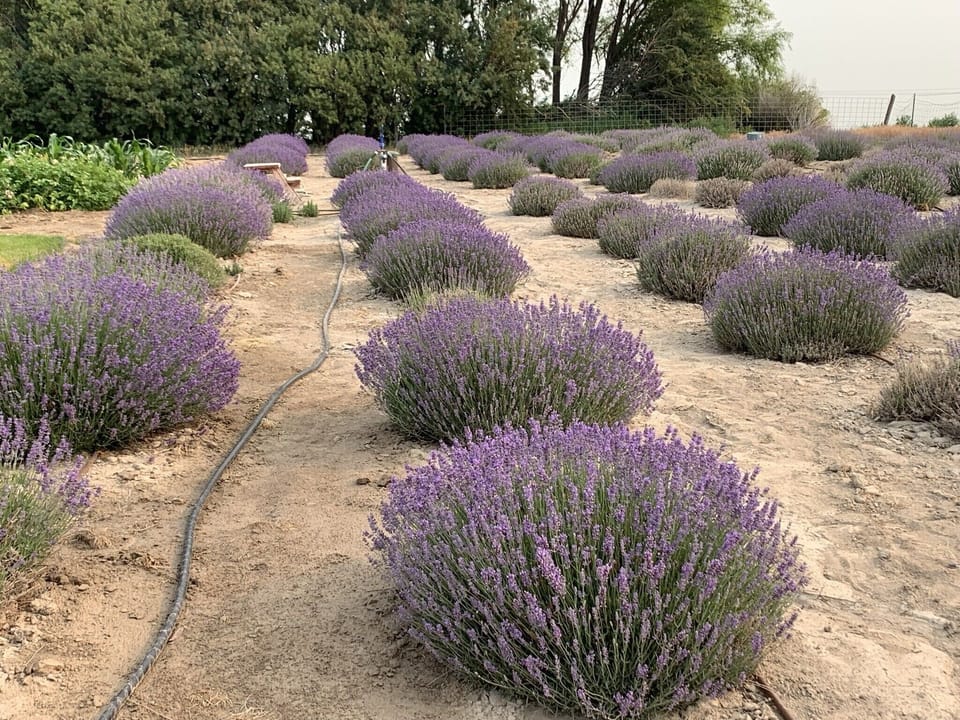 Idaho Lavender Farms are across the street.