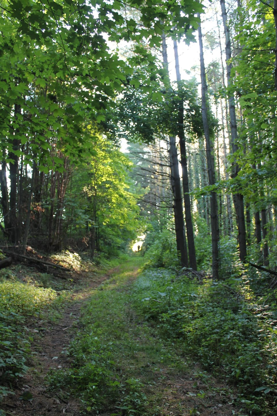 Miles of hiking trails through our 80 acres of woods and meadows