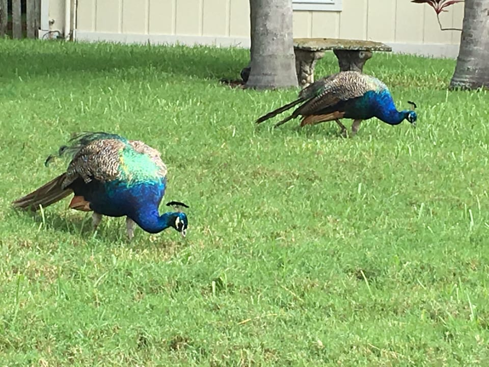 Famous North End peacocks