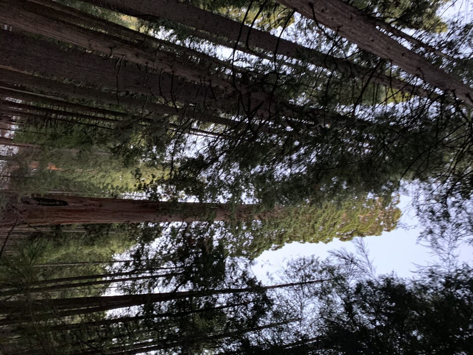 This pic was taken in Big Trees Park a short 2.5 m drive from the cabin.  