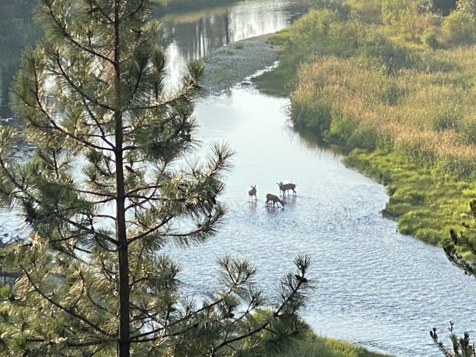 Watch wildlife from the patio