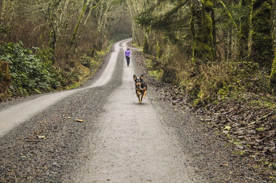 The road to our house.