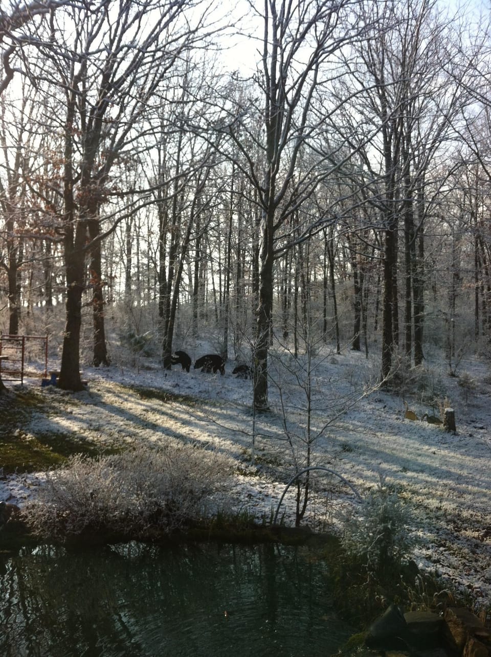 Winter is a beautiful time to come out and enjoy the Koi Cottage